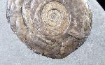 Psiloceras planorbis (SOWERBY 1824) - Bild © FossNet FossilienStore